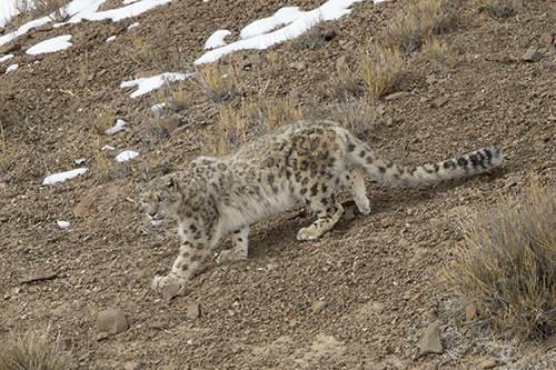 snow leopard